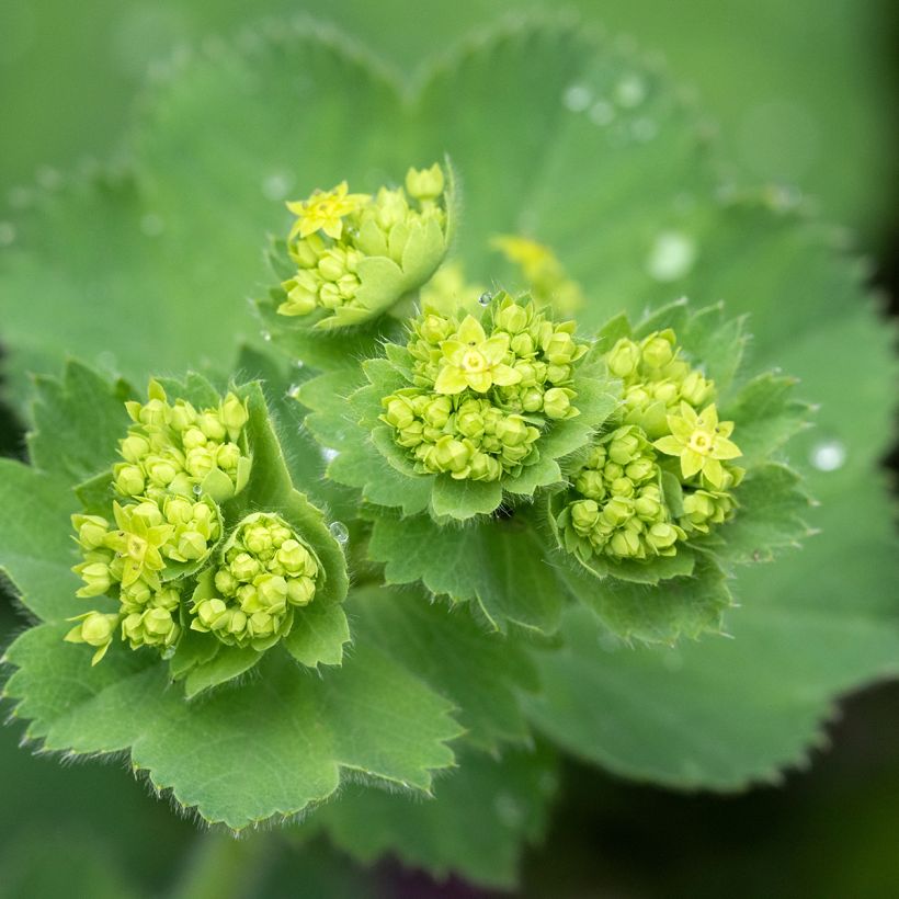 Alchemilla mollis - Vrouwenmantel (Bloei)