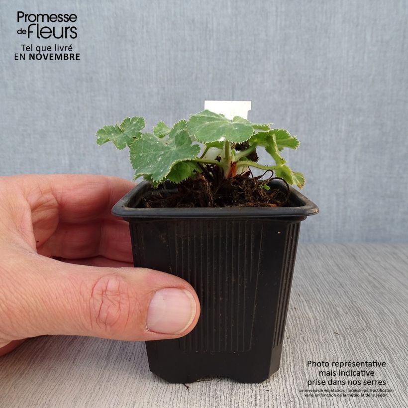 Exemplaar van Alchemilla mollis - Vrouwenmantel Kweekpotje van 8/9 cm zoals geleverd in de herfst