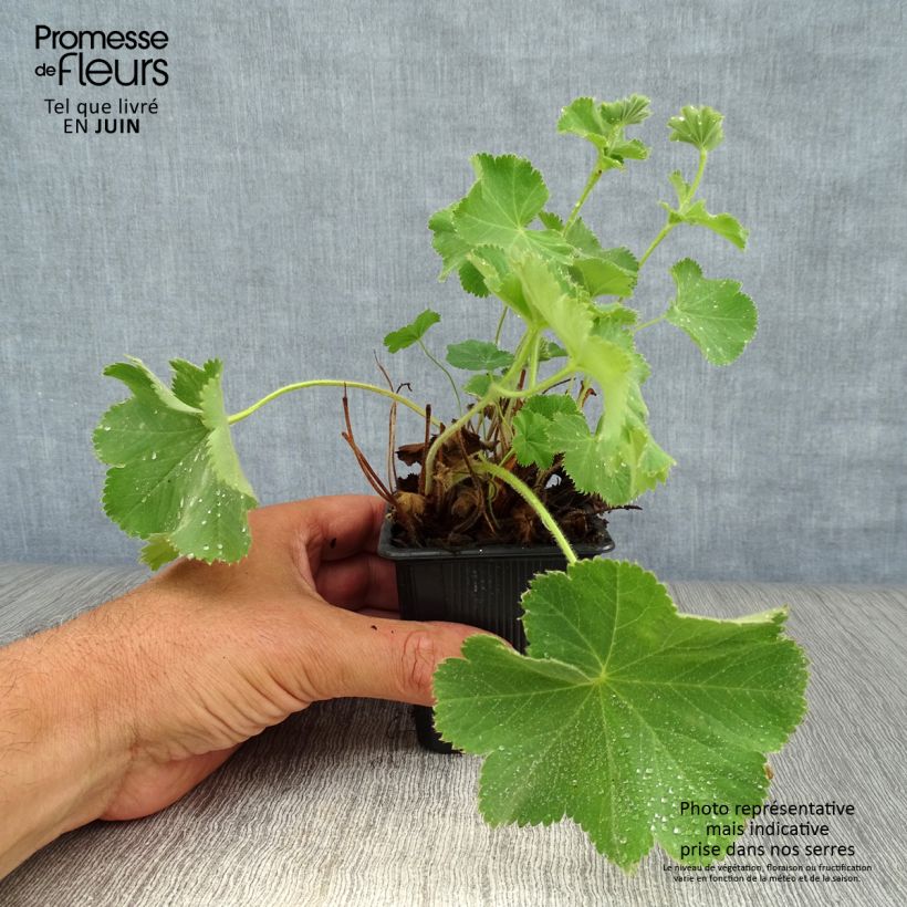 Exemplaar van Alchemilla mollis - Vrouwenmantel Kweekpotje van 8/9 cm zoals geleverd in de zomer