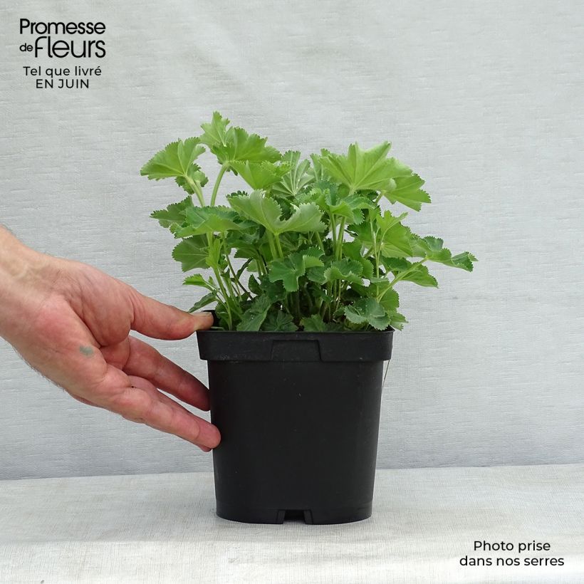 Exemplaar van Alchemilla mollis - Vrouwenmantel Pot van 2 l/3 l zoals geleverd in de zomer