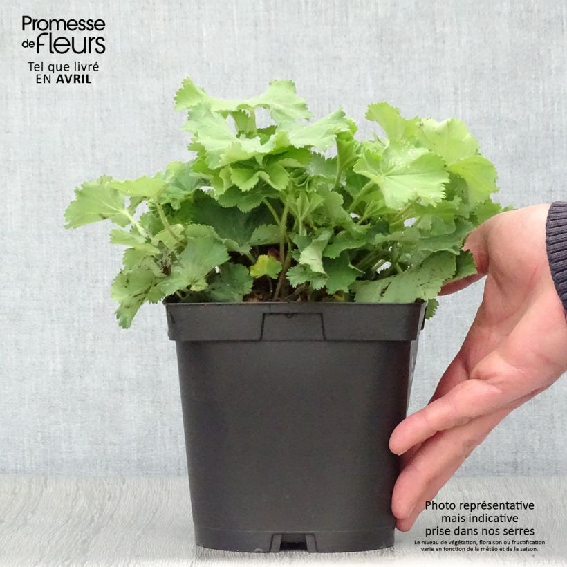 Exemplaar van Alchemilla mollis - Vrouwenmantel Pot van 2 l/3 l zoals geleverd in de lente