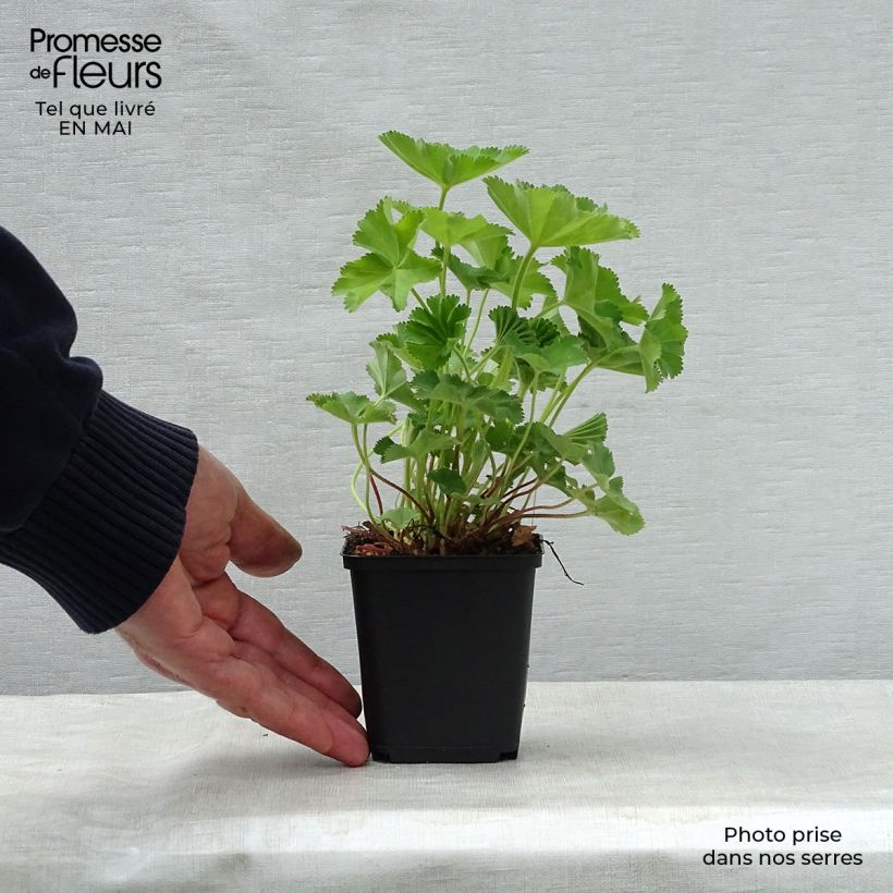 Exemplaar van Alchemilla mollis - Vrouwenmantel Kweekpotje van 8/9 cm zoals geleverd in de lente