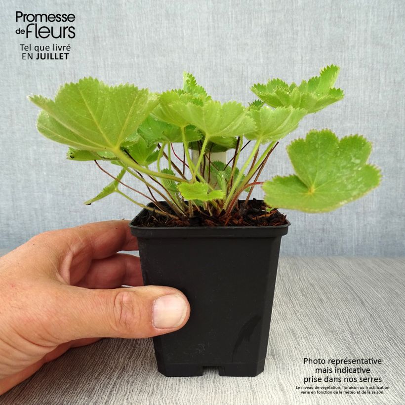 Exemplaar van Alchemilla vulgaris - Spitslobbige vrouwenmantel Kweekpotje van 8/9 cm zoals geleverd in de zomer