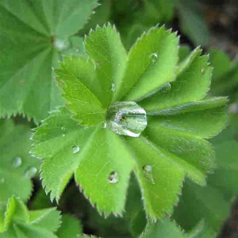 Alchemilla vulgaris - Spitslobbige vrouwenmantel (Blad)