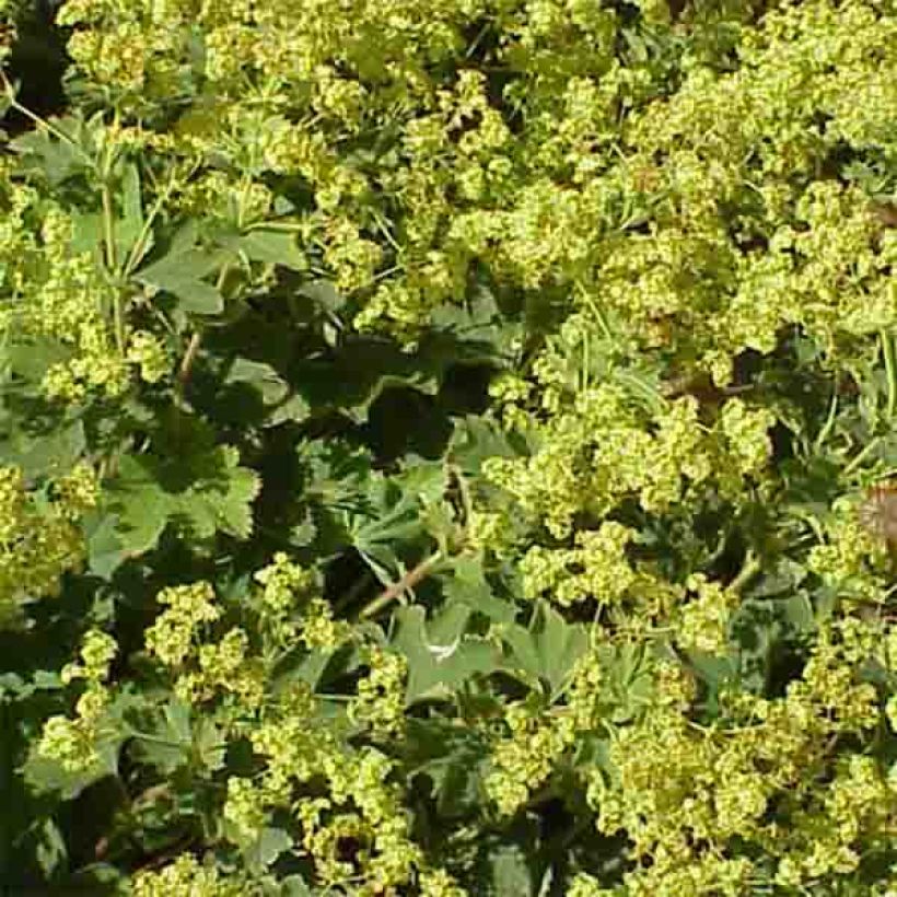 Alchemilla vulgaris - Spitslobbige vrouwenmantel (Bloei)