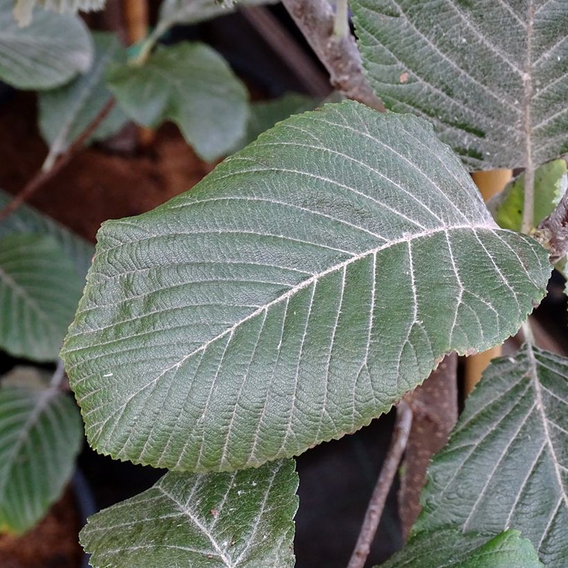 Sorbus aria Lutescens - Meelbes (Foliage)