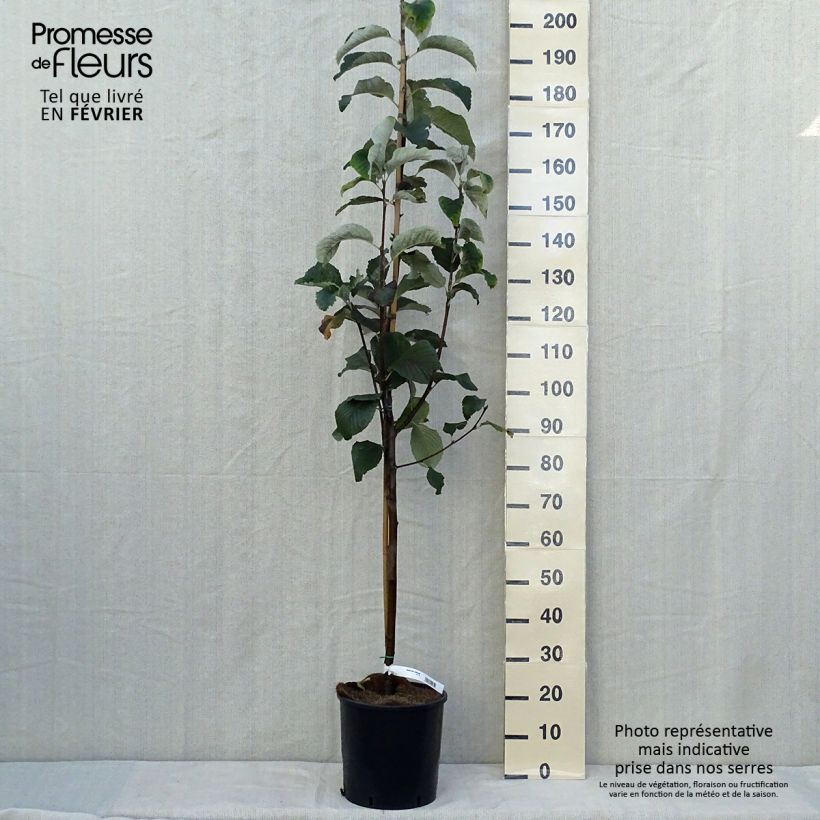Exemplaar van Sorbus aria Lutescens - Meelbes Pot van 12 l/15 l, Stengel zoals geleverd in de herfst