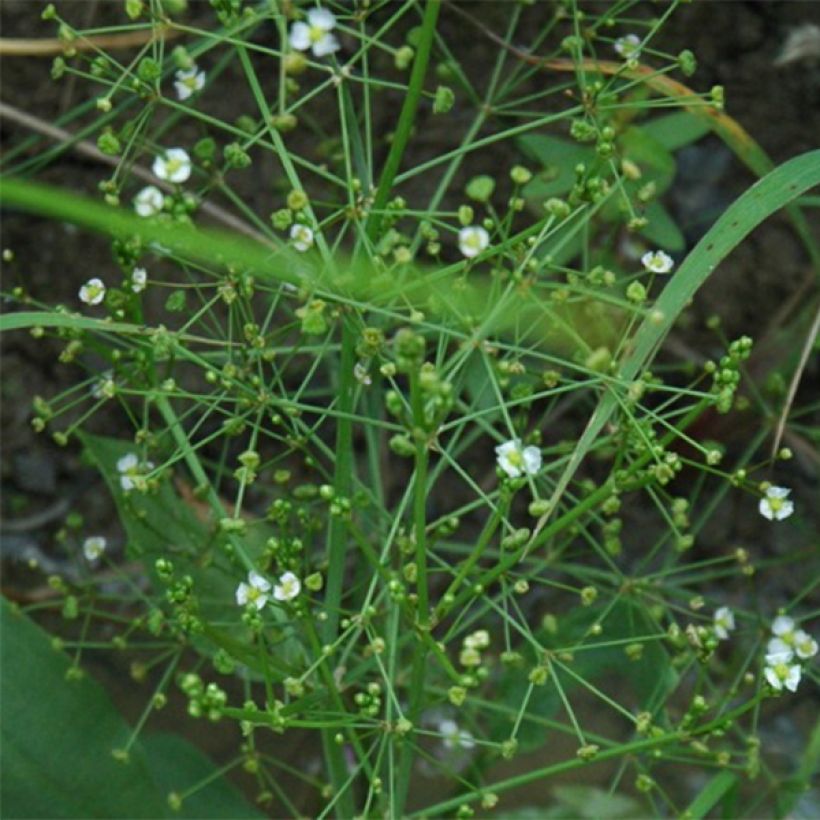 Alisma parviflora - Rondbladige waterweegbree (Bloei)