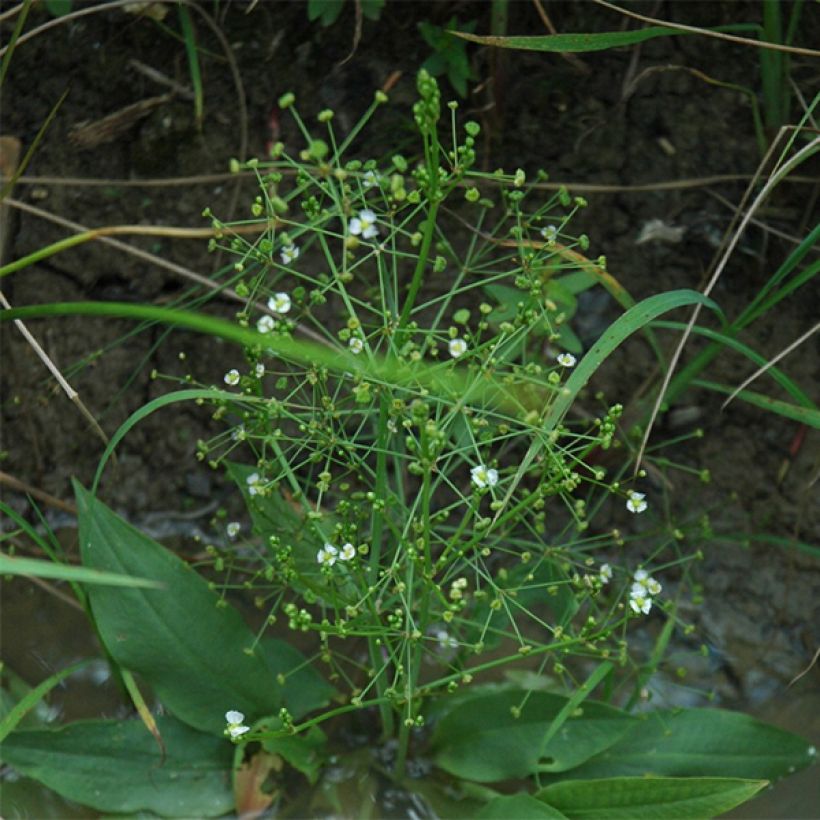 Alisma parviflora - Rondbladige waterweegbree (Groeiplaats)