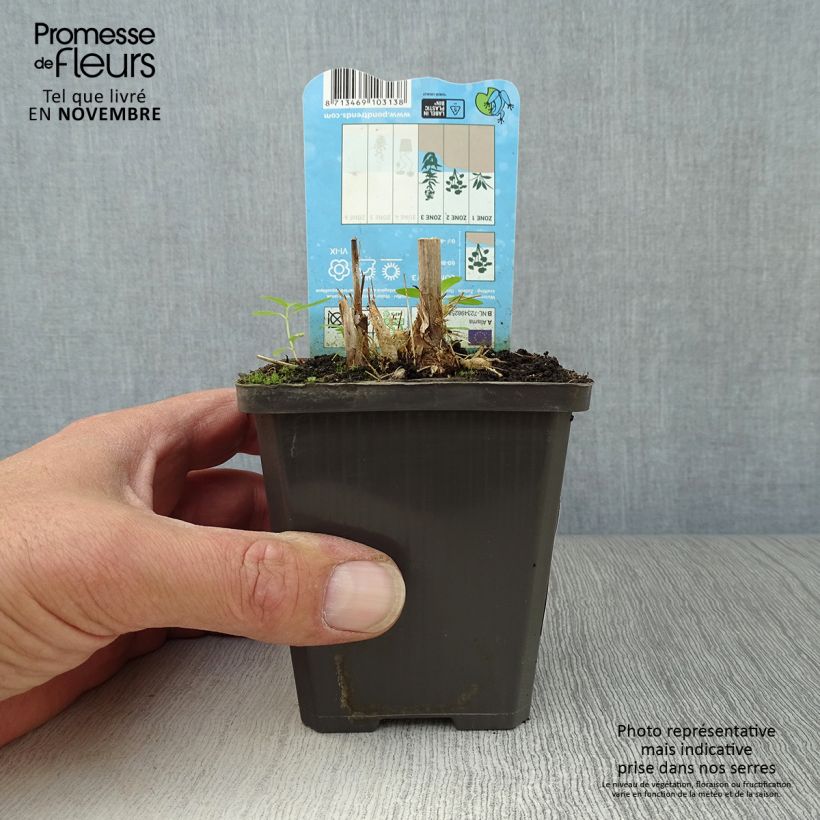Exemplaar van Alisma parviflora - Rondbladige waterweegbree Kweekpotje van 8/9 cm zoals geleverd in de herfst
