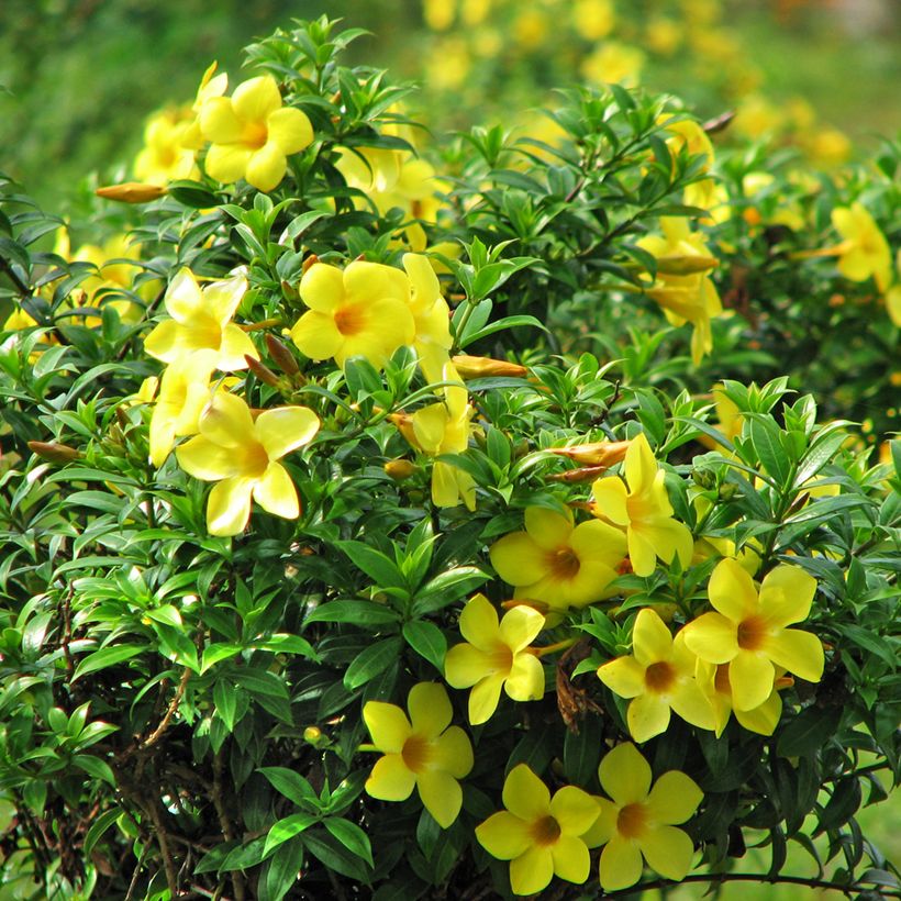 Allamanda cathartica - Gouden trompet (Bloei)