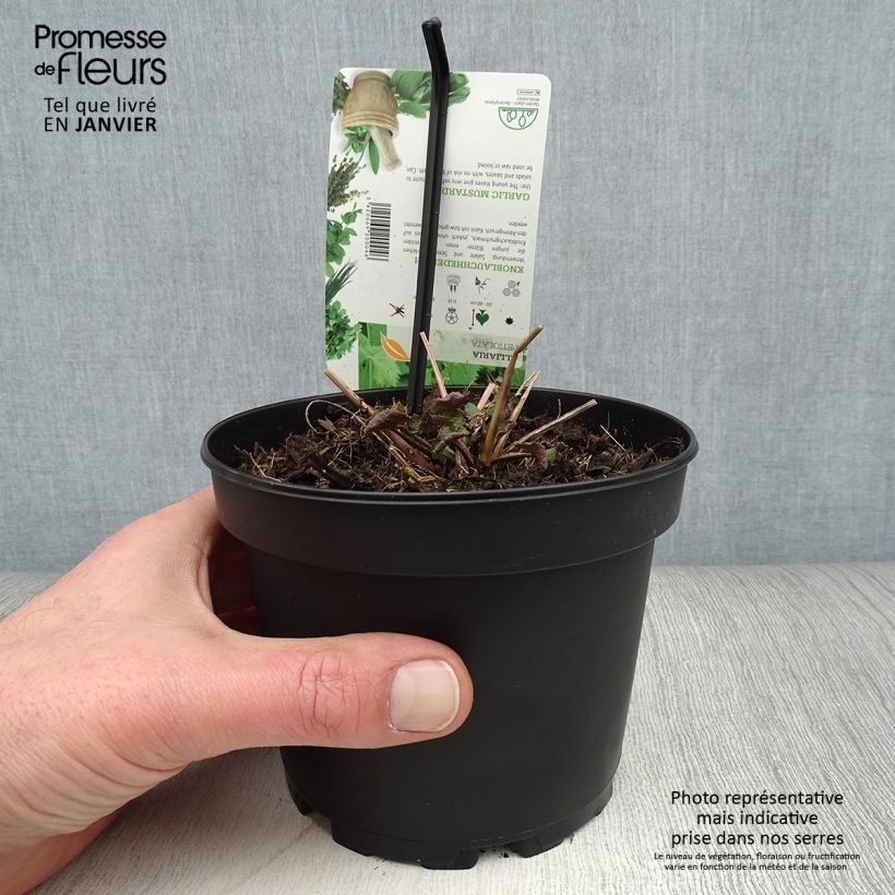 Exemplaar van Alliaire officinale ou Herbe à ail - Alliaria petiolata Pot de 1,5L/2L zoals geleverd in de winter