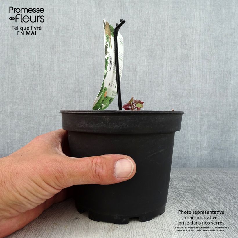 Exemplaar van Look-zonder-look - Alliaria petiolata Pot van 1,5 l/2 l zoals geleverd in de lente