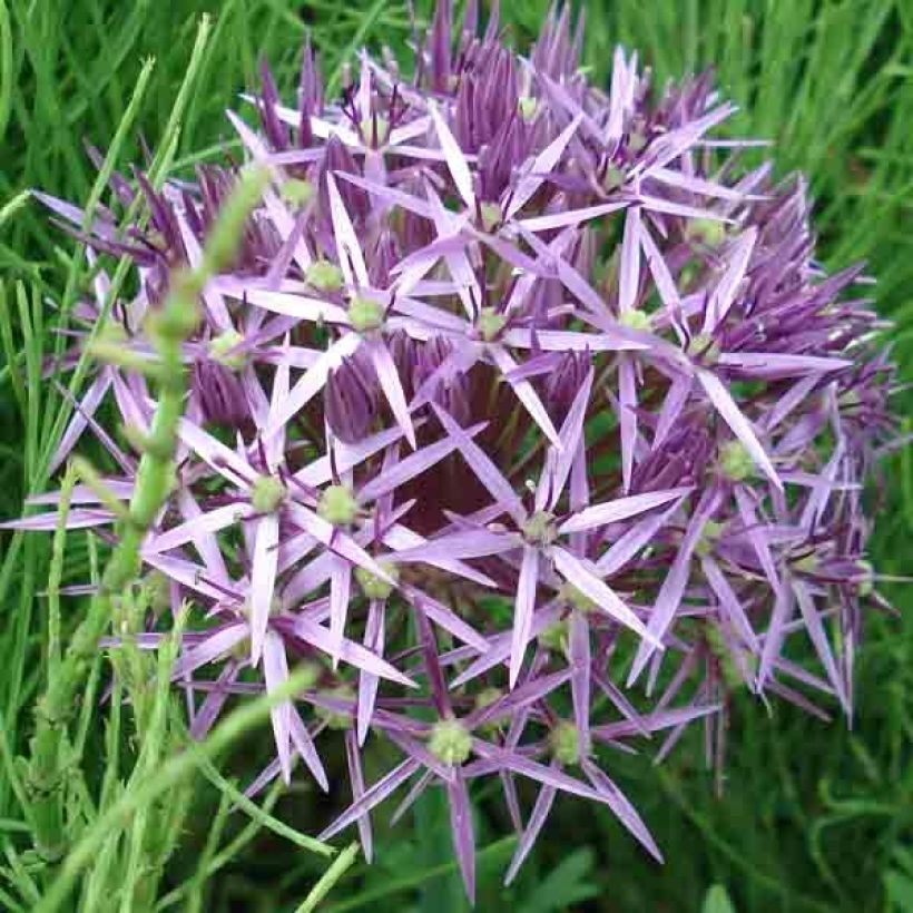 Allium christophii - Sterrenlook (Bloei)