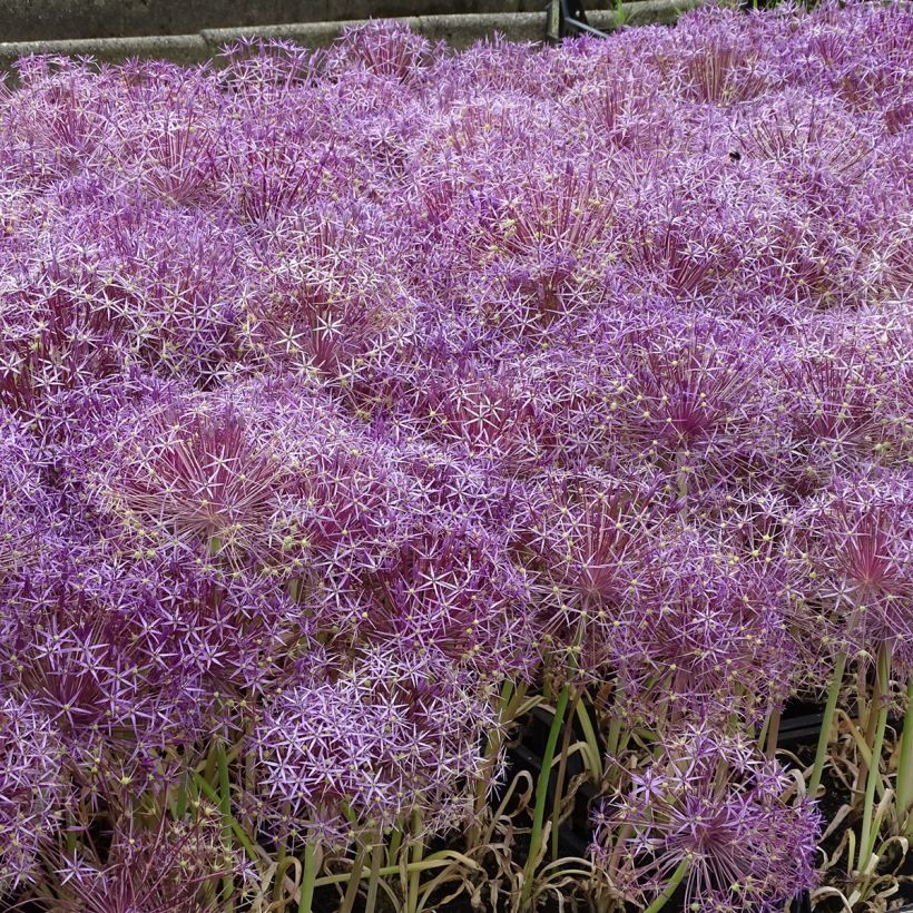 Allium christophii - Sterrenlook (Groeiplaats)