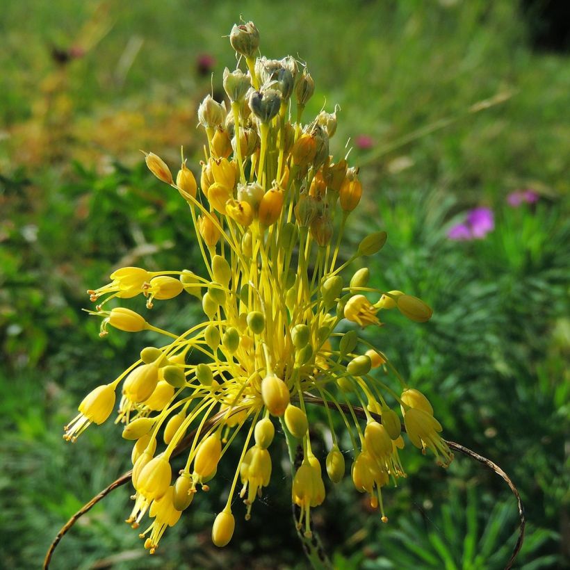 Allium flavum - Gele look (Bloei)