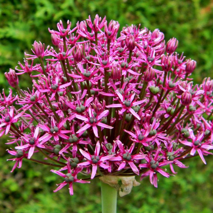 Allium Miami - Sierui (Bloei)