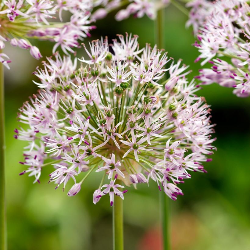 Allium ampeloprasum - Olifantenlook (Bloei)