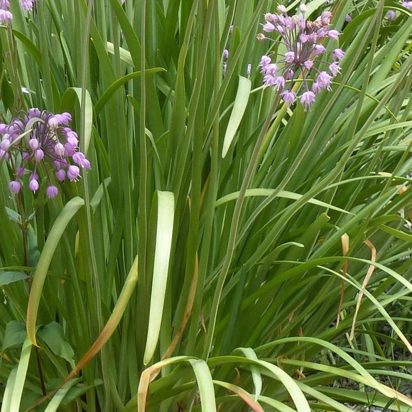 Allium cernuum - Amerikaanse look (Blad)