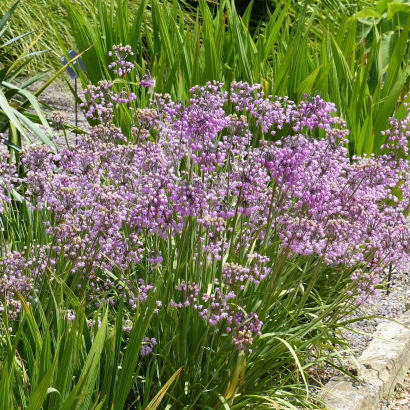 Allium cernuum - Amerikaanse look (Groeiplaats)