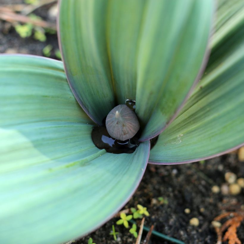 Allium karataviense - Puinlook (Blad)
