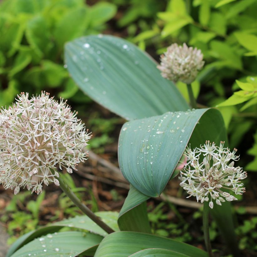 Allium karataviense - Puinlook (Groeiplaats)