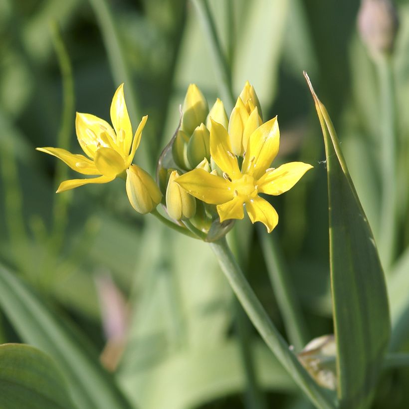 Allium moly - Goudlook (Bloei)