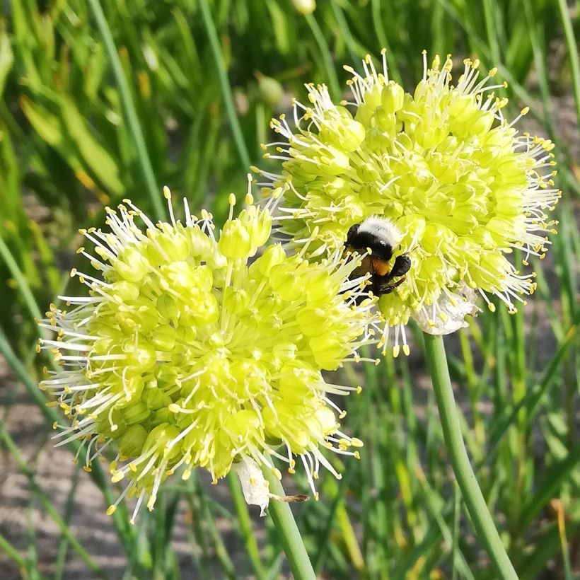 Allium obliquum - Siberische knoflook (Bloei)