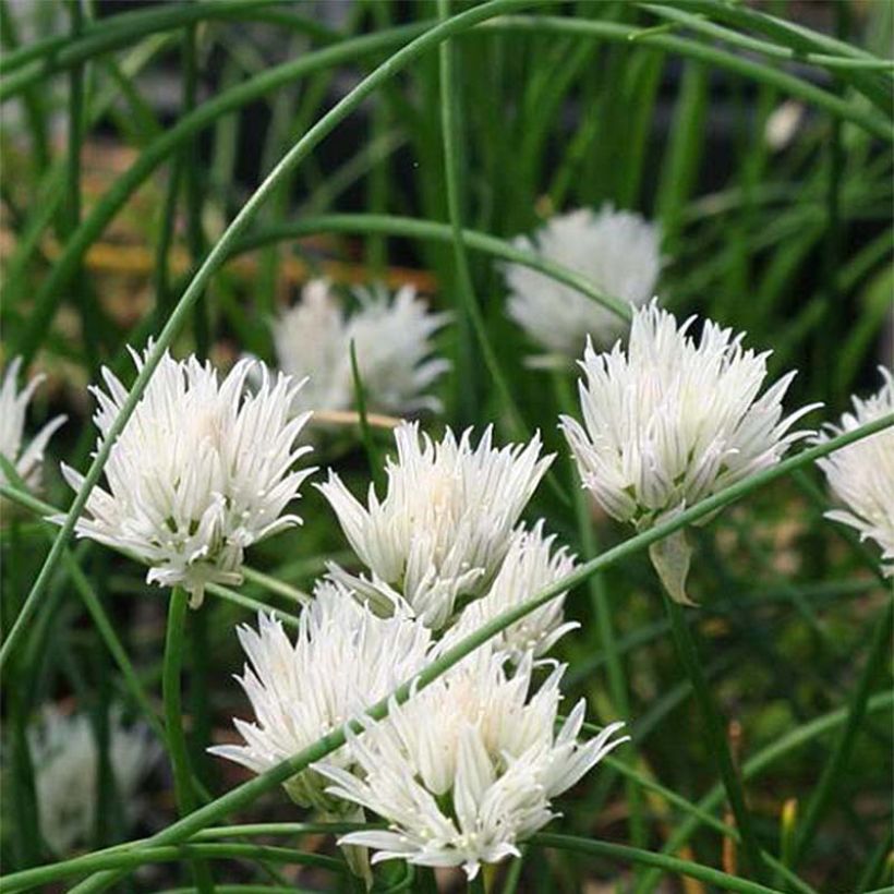Allium schoenoprasum Corsican White - Bieslook (Bloei)