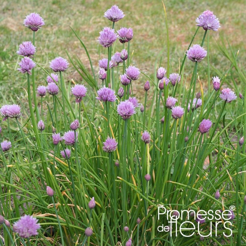 Allium schoenoprasum Rising Star - Bieslook (Groeiplaats)