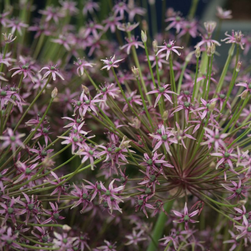 Allium schubertii Spider - Sierui (Bloei)