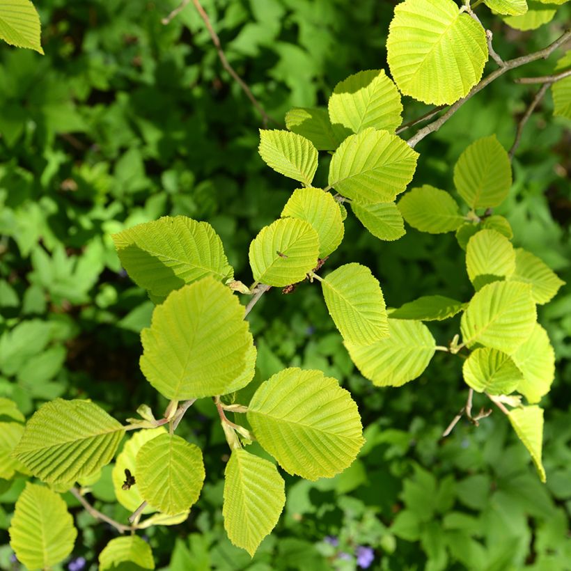 Alnus glutinosa Aurea - Zwarte els (Blad)