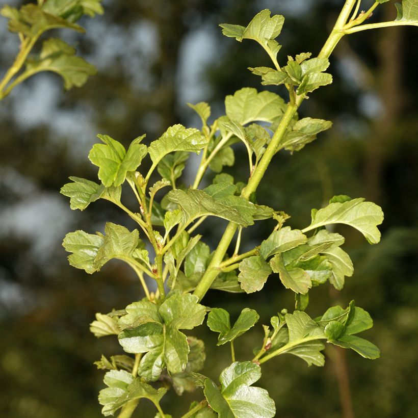 Alnus glutinosa Incisa - Zwarte els (Blad)