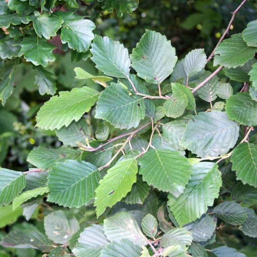 Alnus incana - Witte els (Blad)