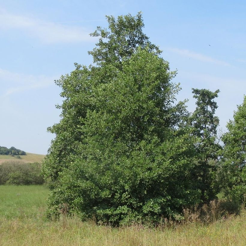 Alnus incana - Witte els (Groeiplaats)
