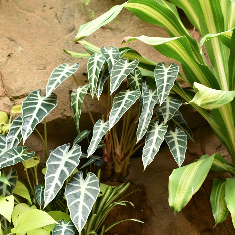 Alocasia Bambino - Olifantsoor (Groeiplaats)