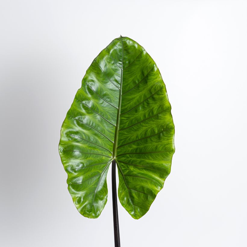 Alocasia macrorrhizos Violacea Black Stem - Olifantsoor (Blad)