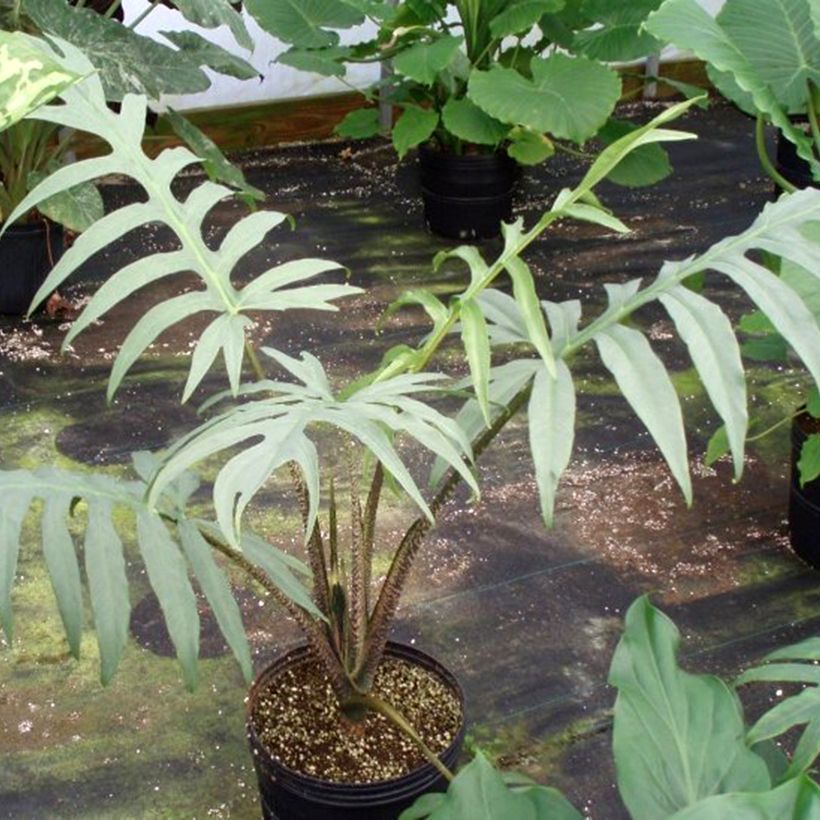 Alocasia brancifolia - Olifantsoor (Groeiplaats)