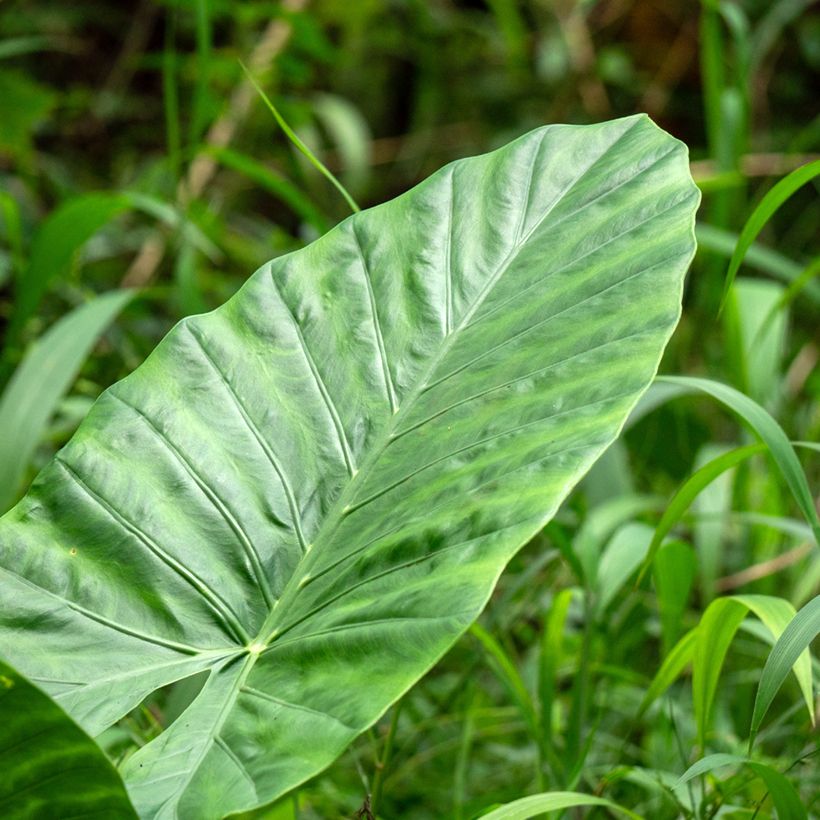 Alocasia Calidora - Olifantsoor (Blad)
