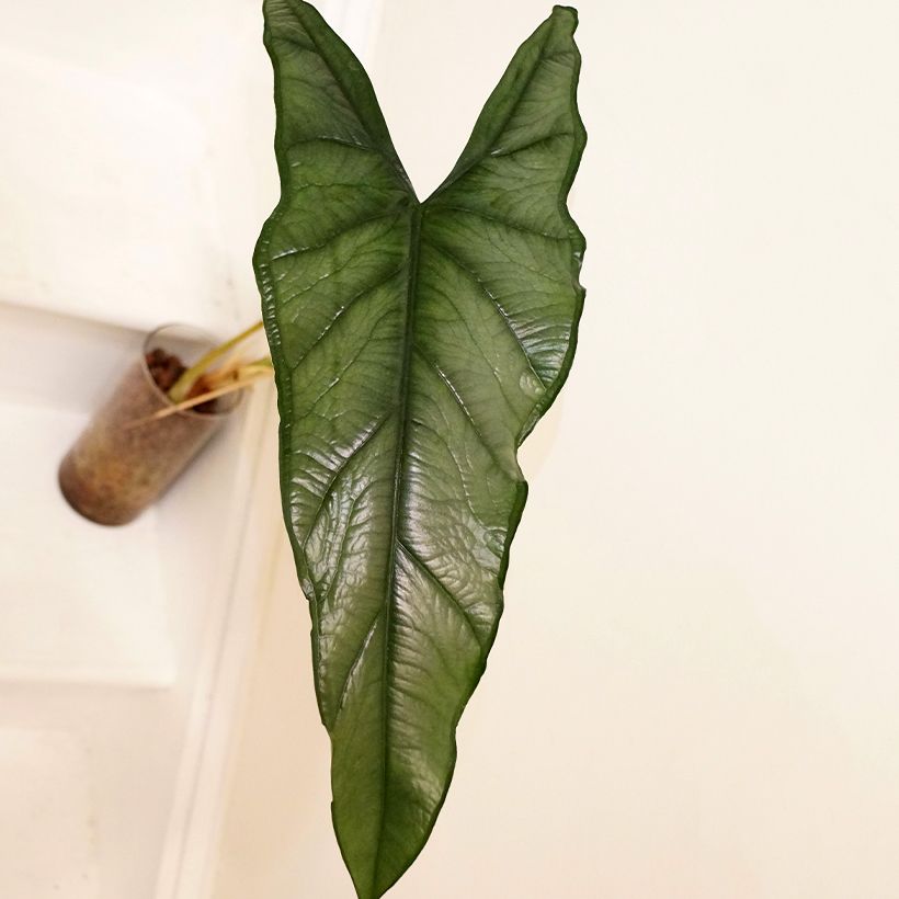 Alocasia heterophylla - Olifantsoor (Blad)