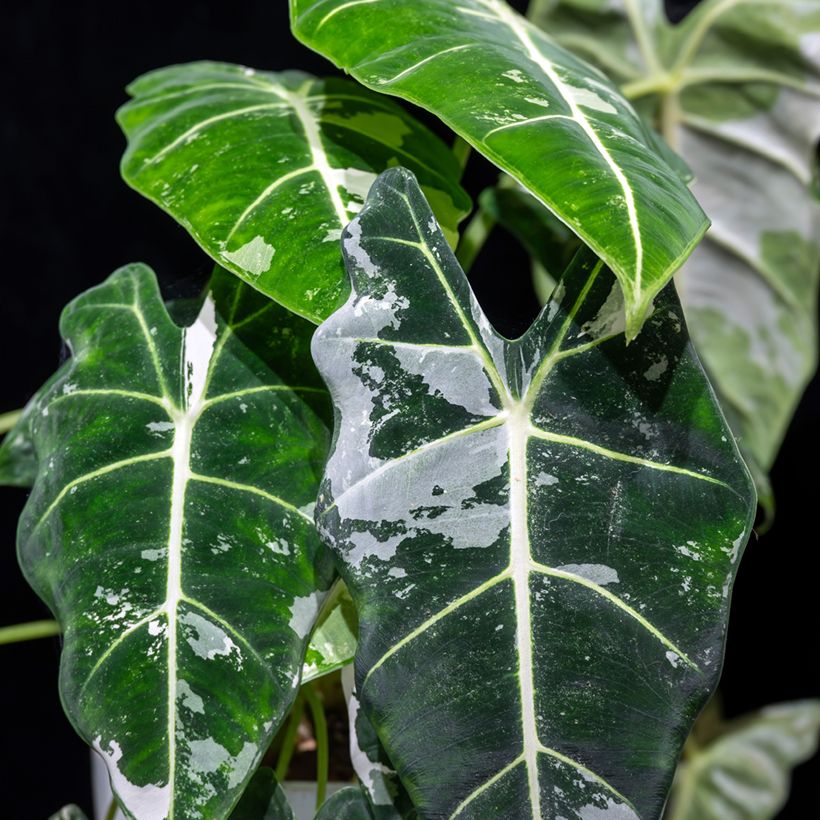 Alocasia micholitziana Frydek Variegata - Olifantsoor (Blad)