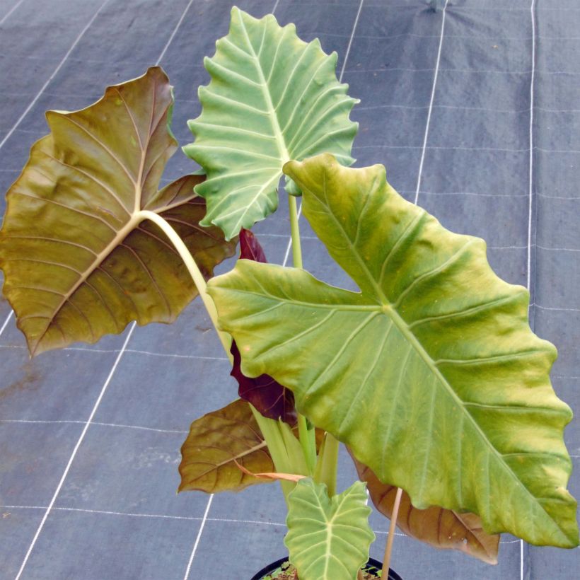Alocasia Mayan mask - Olifantsoor (Groeiplaats)