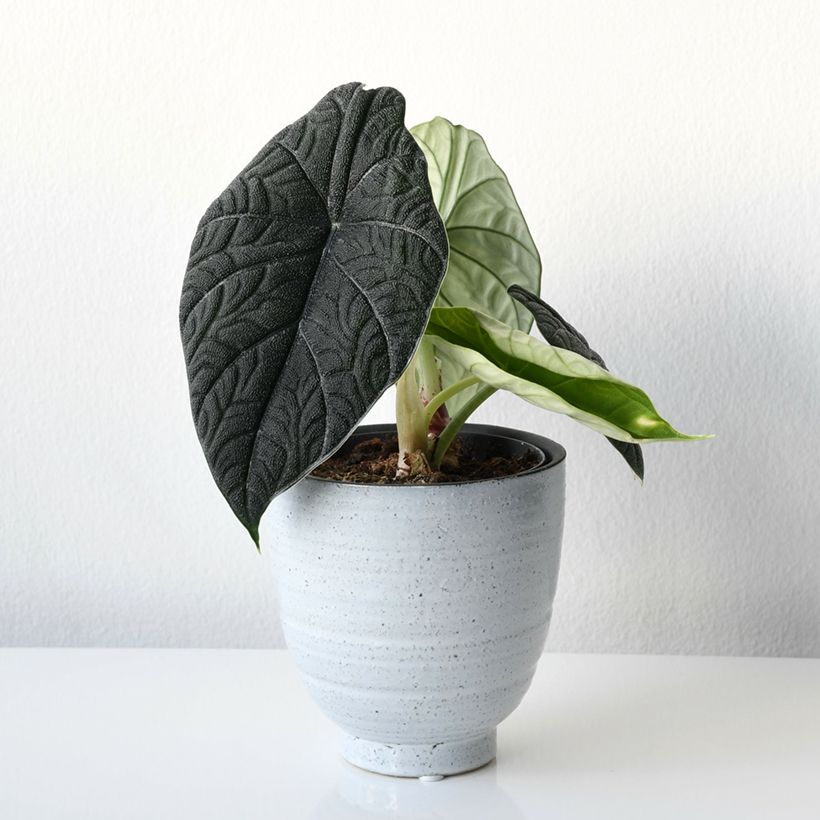 Alocasia melo - Olifantsoor (Groeiplaats)