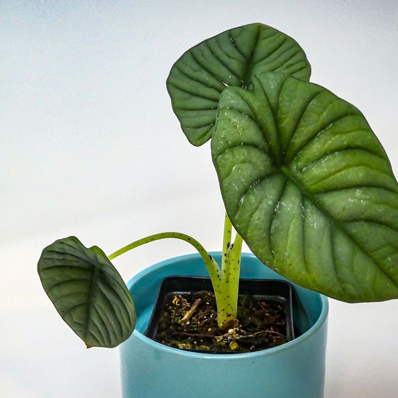 Alocasia nebula - Olifantsoor (Blad)