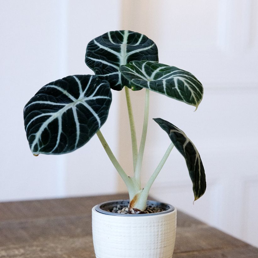 Alocasia Ninja - Olifantsoor (Groeiplaats)
