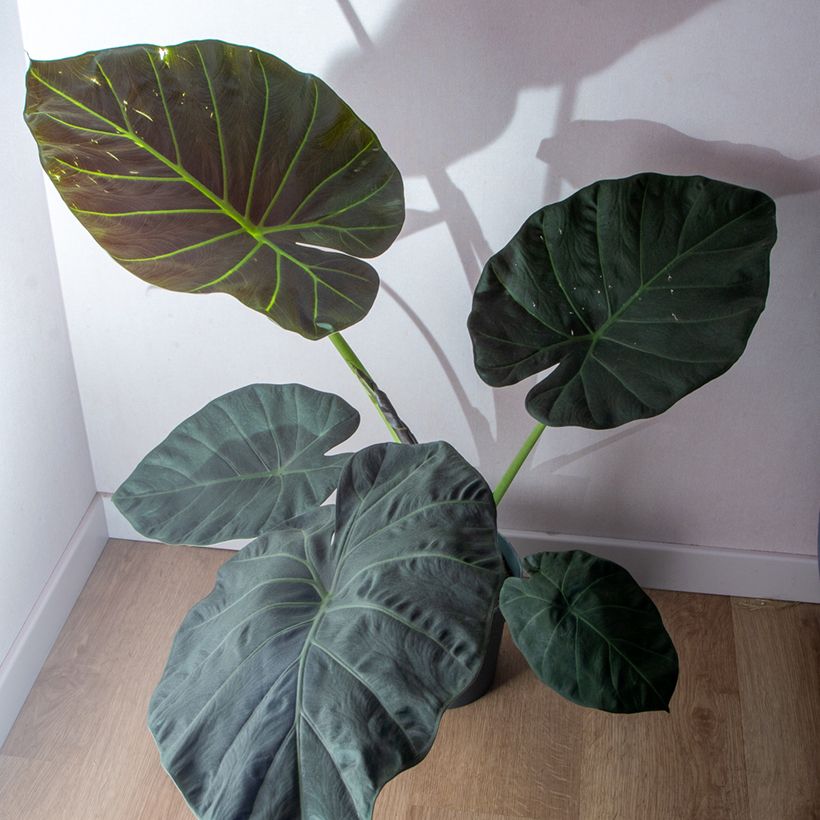 Alocasia Regal Shields - Olifantsoor (Groeiplaats)