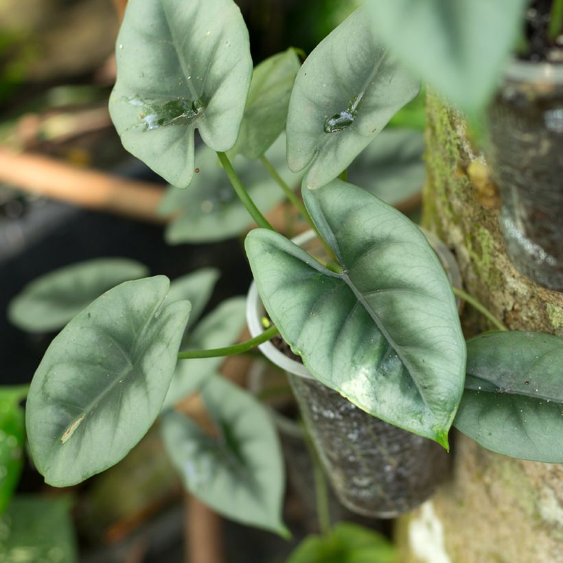 Alocasia reversa - Olifantsoor (Blad)