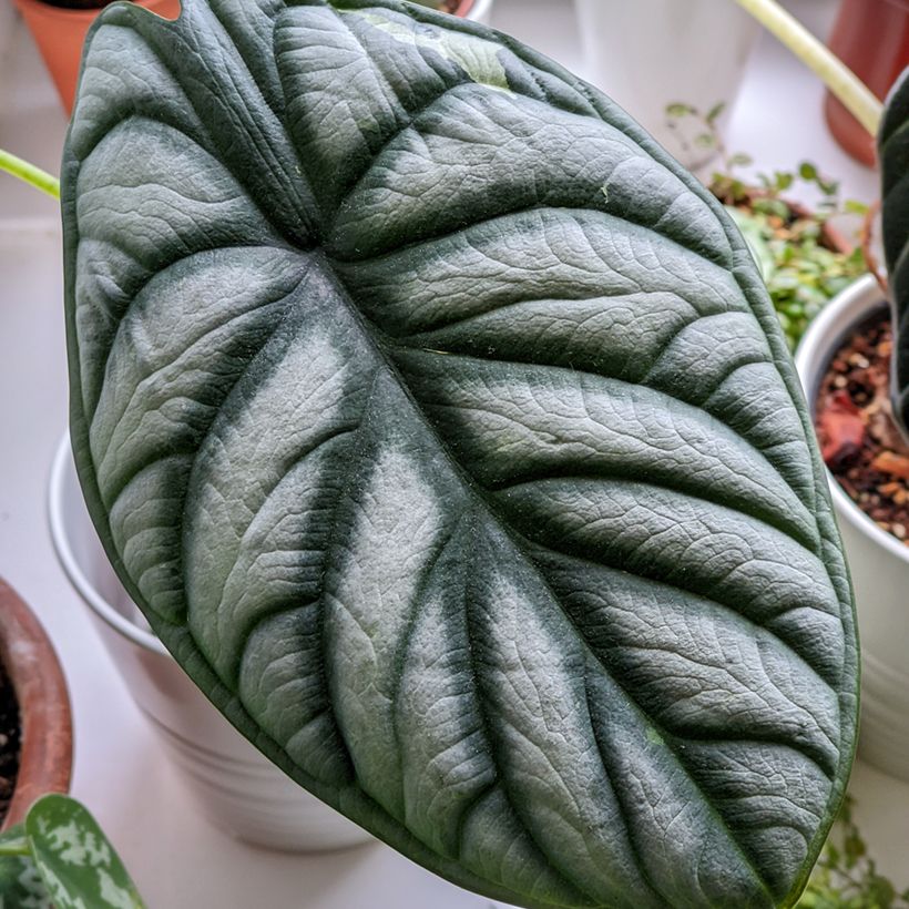 Alocasia baginda Silver Dragon - Olifantsoor (Blad)