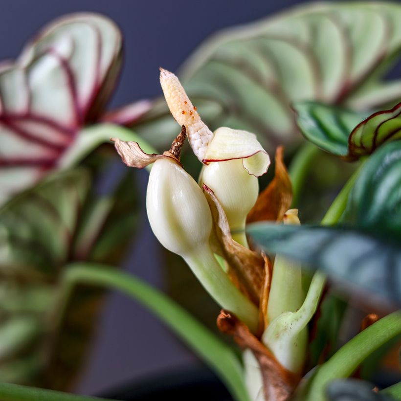 Alocasia baginda Silver Dragon - Olifantsoor (Bloei)