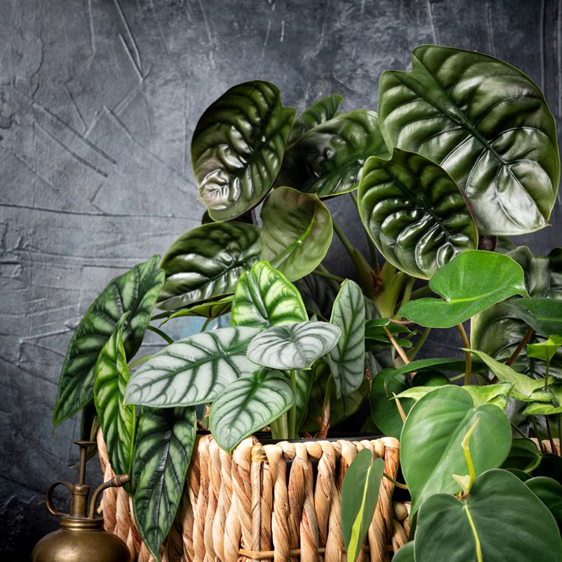 Alocasia baginda Silver Dragon - Olifantsoor (Groeiplaats)